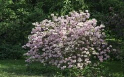 Lilacina Southern Indica Azalea - 3 Gallon Pot 9 Lilacina Southern Indica Azalea - 3 Gallon Pot -Garden Plants azalea indica lilacina 6