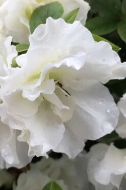 Perfecto Mundo Double White Reblooming Azalea - 3 Gallon Pot 15 Perfecto Mundo Double White Reblooming Azalea - 3 Gallon Pot -Garden Plants azalea perfecto mondo double white 1