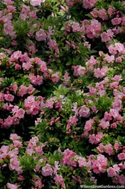 Perfecto Mundo Double Pink Reblooming Azalea - 2 Gallon Pot 12 Perfecto Mundo Double Pink Reblooming Azalea - 2 Gallon Pot -Garden Plants azalea perfecto mundo double pink 1