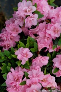 Perfecto Mundo Double Pink Reblooming Azalea - 2 Gallon Pot 13 Perfecto Mundo Double Pink Reblooming Azalea - 2 Gallon Pot -Garden Plants azalea perfecto mundo double pink 2