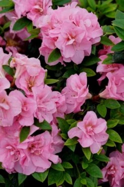Perfecto Mundo Double Pink Reblooming Azalea - 2 Gallon Pot 11 Perfecto Mundo Double Pink Reblooming Azalea - 2 Gallon Pot -Garden Plants azalea perfecto mundo double pink 4