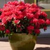 Perfecto Mundo Red Reblooming Azalea - 2 Gallon Pot