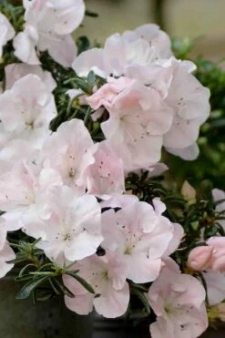 Tsuki No Shimo Satsuki Azalea - 3 Gallon Pot 19 Tsuki No Shimo Satsuki Azalea - 3 Gallon Pot -Garden Plants azalea satsuki tsuki no shimo 100 1