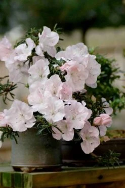 Tsuki No Shimo Satsuki Azalea - 1 Gallon Pot -Garden Plants azalea satsuki tsuki no shimo 101