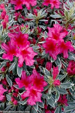 The Robe Azalea - 2 Gallon Pot 9 The Robe Azalea - 2 Gallon Pot -Garden Plants azalea the robe 3 1
