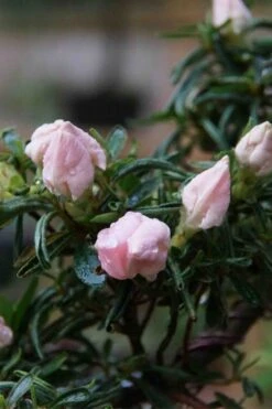 Tsuki No Shimo Satsuki Azalea - 3 Gallon Pot 22 Tsuki No Shimo Satsuki Azalea - 3 Gallon Pot -Garden Plants azalea tsuki no shimo 2 1