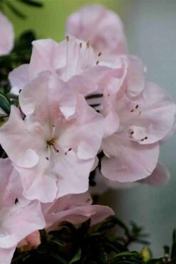 Tsuki No Shimo Satsuki Azalea - 3 Gallon Pot 16 Tsuki No Shimo Satsuki Azalea - 3 Gallon Pot -Garden Plants azalea tsuki no shimo 3 1