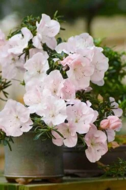 Tsuki No Shimo Satsuki Azalea - 3 Gallon Pot 20 Tsuki No Shimo Satsuki Azalea - 3 Gallon Pot -Garden Plants azalea tsuki no shimo 6 1