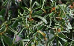 Tsuki No Shimo Satsuki Azalea - 3 Gallon Pot 17 Tsuki No Shimo Satsuki Azalea - 3 Gallon Pot -Garden Plants azalea tsuki no shimo 7 1