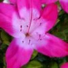 Vibrant Azalea (Harris Hybrid) - 3 Gallon Pot -Garden Plants azalea vibrant 100 1