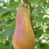 Abbe Fetel European Pear -Garden Plants b025 abbe fetel 1