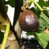 Beall Fig -Garden Plants beall 1 1