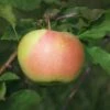 Bella™ Apple -Garden Plants bellaapple