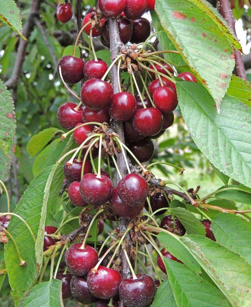 Bing Cherry 3 Bing Cherry