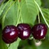 Black Gold Cherry -Garden Plants black gold cherry