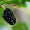 Oscar Mulberry -Garden Plants black mulberry