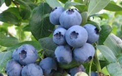 Alapaha Rabbiteye Blueberry - 1 Gallon Pot -Garden Plants blueberry alapaha