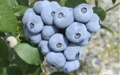 Northern Highbush Blueberry (Vaccinum Corymbosum) - 3 Gallon Pot -Garden Plants blueberry northern20highbush 3 800x500 2