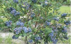 Northern Highbush Blueberry (Vaccinum Corymbosum) - 3 Gallon Pot -Garden Plants blueberry northern20highbush 800x500 2