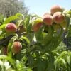 Bonanza Miniature Peach -Garden Plants bonanza