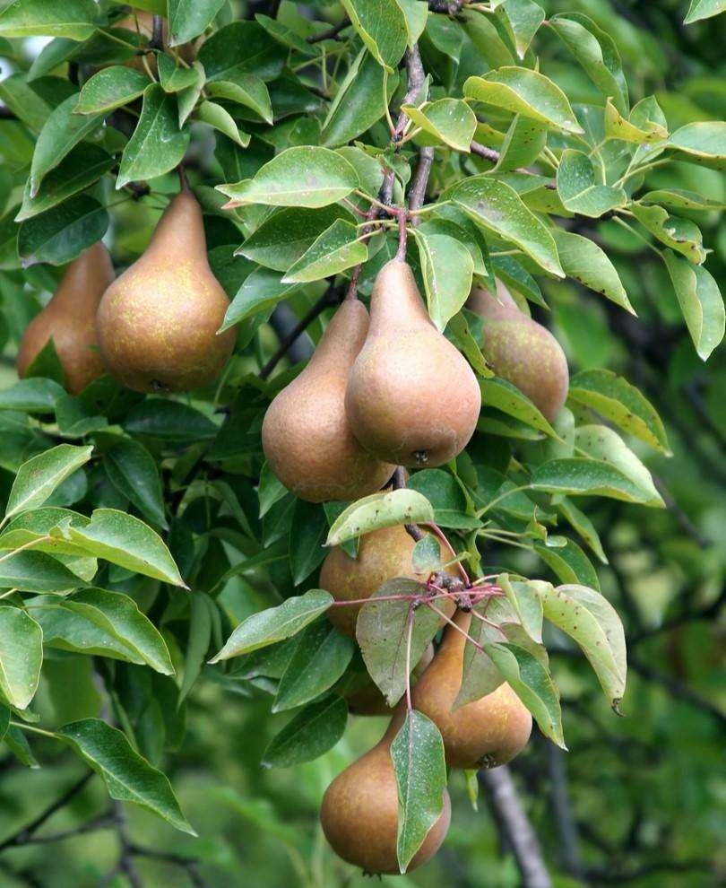 Bosc European Pear 3 Bosc European Pear