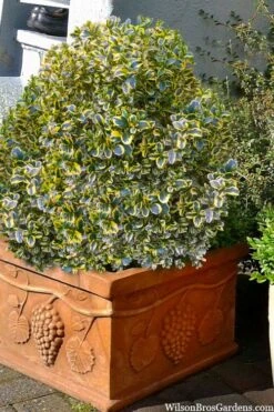 Sunburst Variegated Korean Boxwood - 1 Gallon Pot 15 Sunburst Variegated Korean Boxwood - 1 Gallon Pot -Garden Plants boxwood sunburst golden 11
