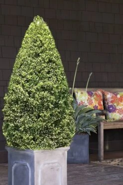 Variegated Boxwood (Buxus Sempervirens 'Aureovariegata') - 2 Gallon Pot - SALE -Garden Plants boxwood variegated cone 2 1
