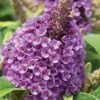 Dapper Lavender Butterfly Bush - 2 Gallon Pot 1 Dapper Lavender Butterfly Bush - 2 Gallon Pot -Garden Plants buddleia davidii dapper lavender butterfly bush 1