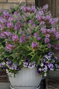 Dapper Lavender Butterfly Bush - 2 Gallon Pot -Garden Plants buddleia davidii dapper lavender butterfly bush 3