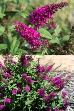 Summer Sips 'Sangria' Dwarf Butterfly Bush - 3 Gallon Pot 9 Summer Sips 'Sangria' Dwarf Butterfly Bush - 3 Gallon Pot -Garden Plants buddleia summer sips sangria dwarf butterfly bush 2