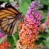 BiColor Butterfly Bush (Buddleia X Weyeriana) - 1 Gallon Pot 1 BiColor Butterfly Bush (Buddleia X Weyeriana) - 1 Gallon Pot -Garden Plants butterfly bush bicolor 1