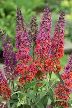 BiColor Butterfly Bush (Buddleia X Weyeriana) - 1 Gallon Pot -Garden Plants butterfly bush bicolor 3