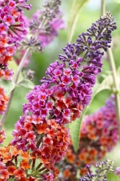 BiColor Butterfly Bush (Buddleia X Weyeriana) - 1 Gallon Pot -Garden Plants butterfly bush bicolor 5