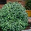 Gordo Boxwood - 1 Gallon Pot -Garden Plants buxus gordo boxwood 1 1