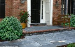 Gordo Boxwood - 5 Pack Of Quart Pots 14 Gordo Boxwood - 5 Pack Of Quart Pots -Garden Plants buxus gordo boxwood 2