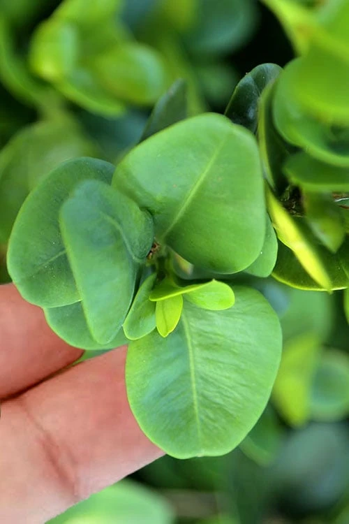 Gordo Boxwood - 6 Pack Of 1 Gallon Pots 6 Gordo Boxwood - 6 Pack Of 1 Gallon Pots - Image 4