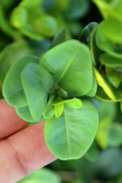 Gordo Boxwood - 5 Pack Of Quart Pots 12 Gordo Boxwood - 5 Pack Of Quart Pots -Garden Plants buxus gordo boxwood 3