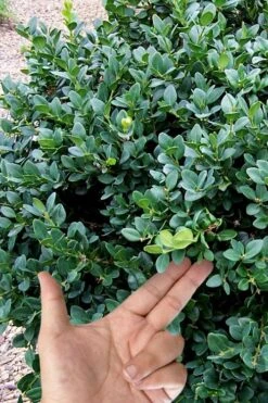 Gordo Boxwood - 5 Pack Of Quart Pots 13 Gordo Boxwood - 5 Pack Of Quart Pots -Garden Plants buxus gordo boxwood 4