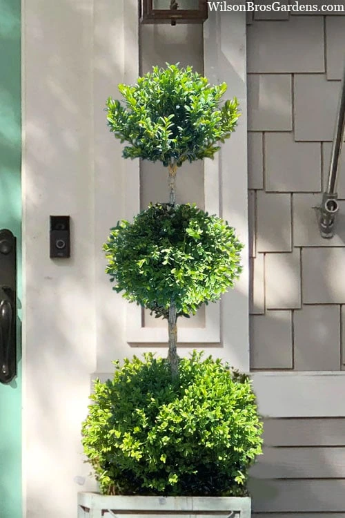 Green Mountain Boxwood 3-Ball Poodle Tier Topiary - 6 Gallon Pot 3 Green Mountain Boxwood 3-Ball Poodle Tier Topiary - 6 Gallon Pot