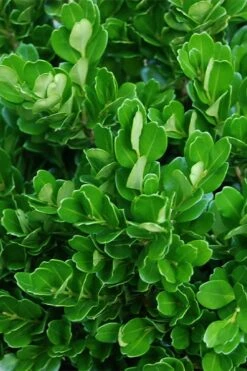 Richard Boxwood (Buxus Harlandii) - 3 Gallon Pot -Garden Plants buxus harlandii richard dwarf boxwood 2