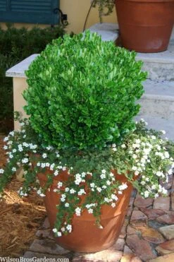 Richard Boxwood (Buxus Harlandii) - 3 Gallon Pot -Garden Plants buxus harlandii richard dwarf boxwood 4
