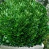Richard Boxwood (Buxus Harlandii) - 3 Gallon Pot -Garden Plants buxus harlandii richard dwarf boxwood 6
