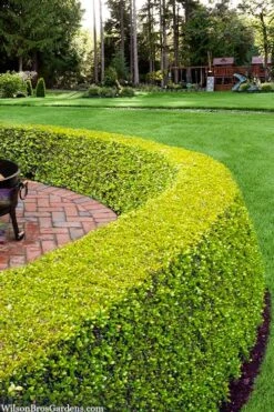 Golden Triumph Variegated Dwarf Boxwood - 1 Gallon Pot 11 Golden Triumph Variegated Dwarf Boxwood - 1 Gallon Pot -Garden Plants buxus microphylla golden triumph boxwood hedge 2 1