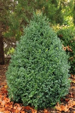 John Baldwin Boxwood - 1 Gallon Pot -Garden Plants buxus microphylla john baldwin boxwood 6