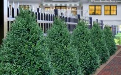 John Baldwin Boxwood - 1 Gallon Pot -Garden Plants buxus microphylla john baldwin boxwood 8