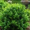 Little Missy Dwarf Boxwood - 1 Gallon Pot 1 Little Missy Dwarf Boxwood - 1 Gallon Pot -Garden Plants buxus microphylla little missy dwarf boxwood 1