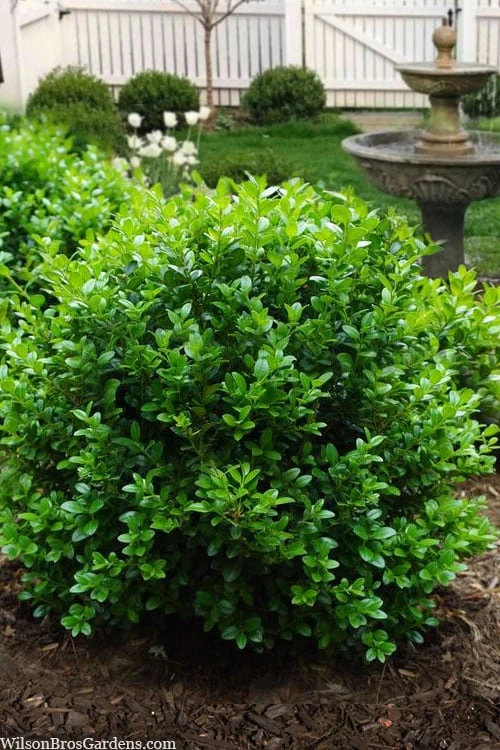 Little Missy Dwarf Boxwood - 1 Gallon Pot 3 Little Missy Dwarf Boxwood - 1 Gallon Pot