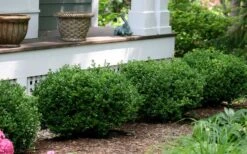 Little Missy Dwarf Boxwood - 5 Pack Of Quart Pots 12 Little Missy Dwarf Boxwood - 5 Pack Of Quart Pots -Garden Plants buxus microphylla little missy dwarf boxwood 5 1