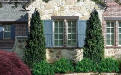 Arctic Emerald Columnar Boxwood - 6 Pack Of 1 Gallon Pots -Garden Plants buxus sempervirens arctic emerald boxwood 103