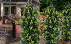 Arctic Emerald Columnar Boxwood - 6 Pack Of 1 Gallon Pots -Garden Plants buxus sempervirens arctic emerald boxwood 105